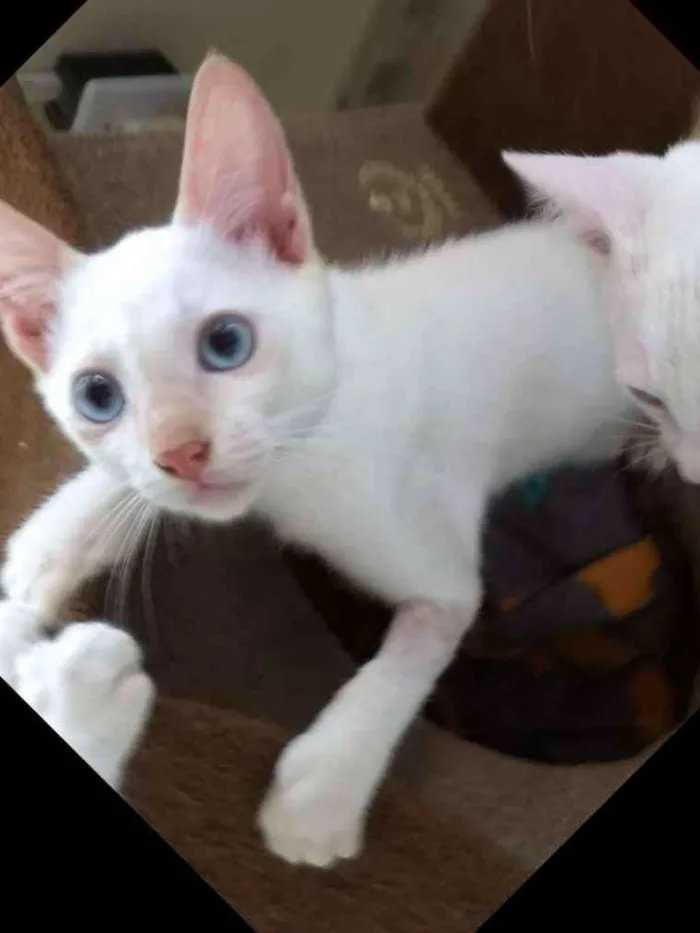 Gato ra a Srd idade 2 a 6 meses nome Yogo