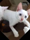 Yogo