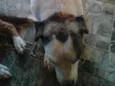 Keka