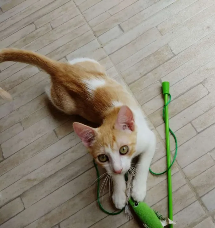 Gato ra a Srd idade 2 a 6 meses nome Quindim