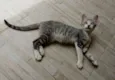 Oreo