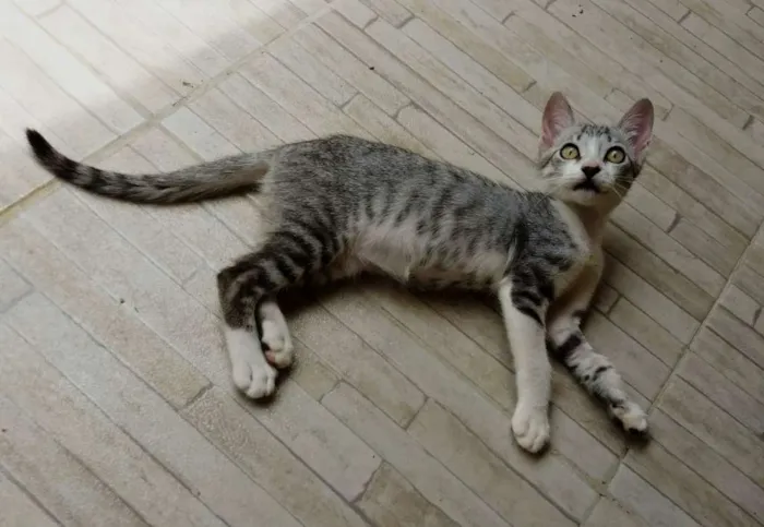 Gato ra a Srd idade 2 a 6 meses nome Oreo