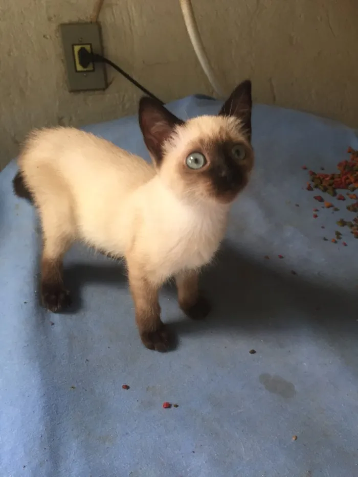 Gato ra a Siamês  idade Abaixo de 2 meses nome Cristal