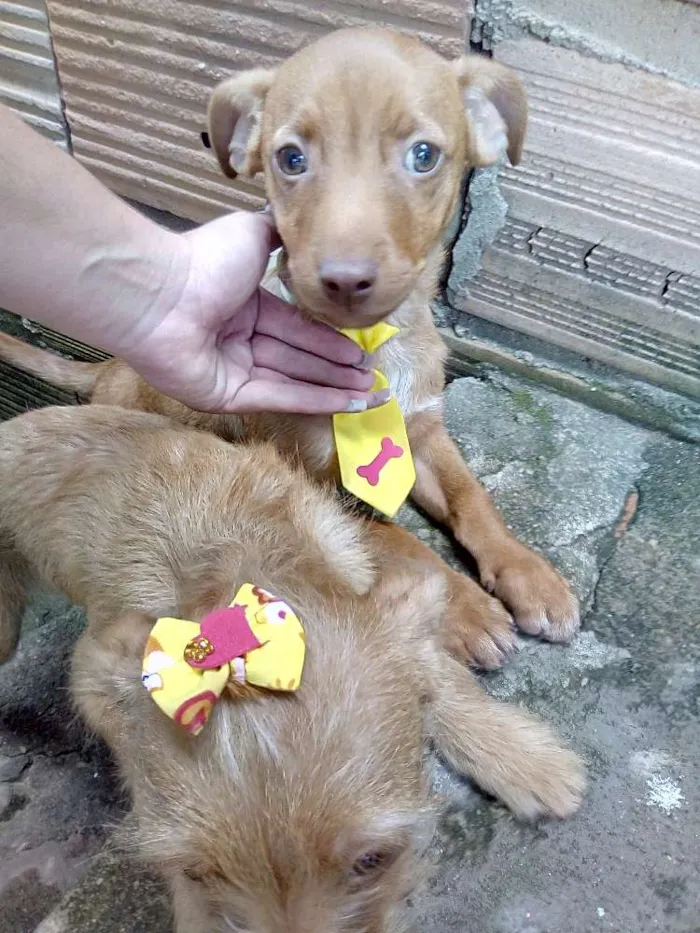 Cachorro ra a Pit Bull com vira lata idade 2 a 6 meses nome Não possui nome aind