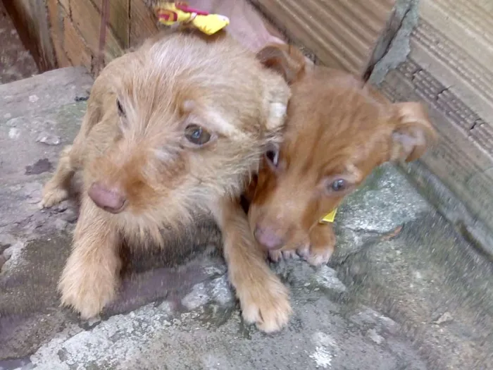 Cachorro ra a Pit Bull com vira lata idade 2 a 6 meses nome Não possui nome aind