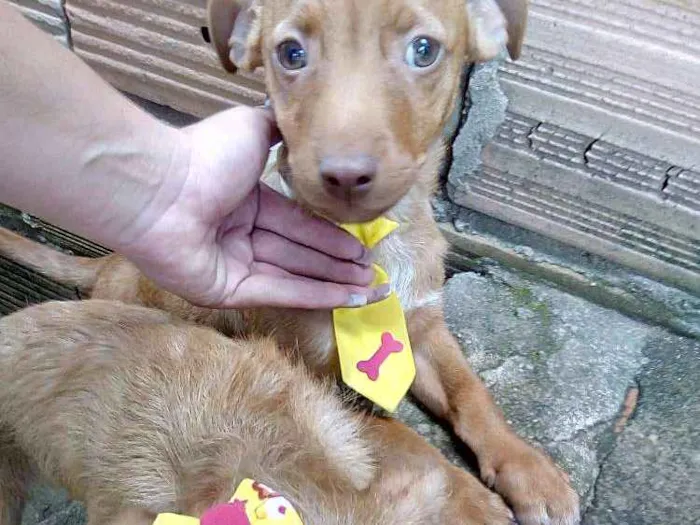 Cachorro ra a Pit Bull com vira lata idade 2 a 6 meses nome Não possui nome aind