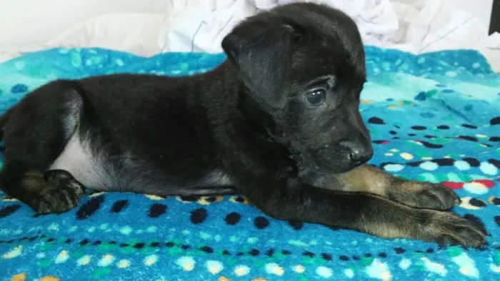 Cachorro raça SRD idade Abaixo de 2 meses nome Filhote