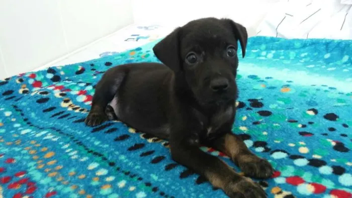Cachorro raça SRD idade Abaixo de 2 meses nome Filhote