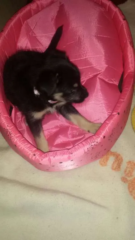 Cachorro ra a sdr idade 2 a 6 meses nome Luna
