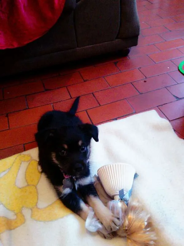 Cachorro ra a sdr idade 2 a 6 meses nome Luna