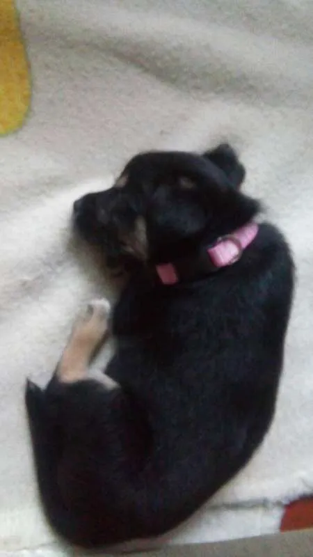 Cachorro ra a sdr idade 2 a 6 meses nome Luna