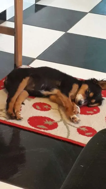 Cachorro ra a Vira-Lata idade Abaixo de 2 meses nome Sem Nome