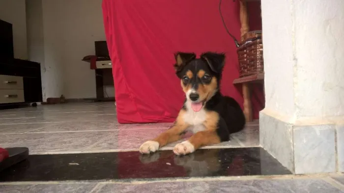 Cachorro ra a Vira-Lata idade Abaixo de 2 meses nome Sem Nome