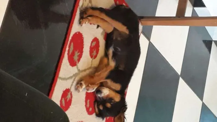 Cachorro ra a Vira-Lata idade Abaixo de 2 meses nome Sem Nome