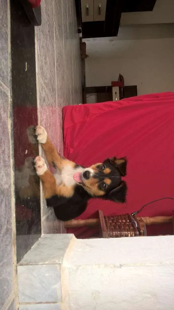 Cachorro ra a Vira-Lata idade Abaixo de 2 meses nome Sem Nome
