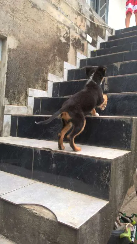 Cachorro ra a Vira-Lata idade Abaixo de 2 meses nome Sem Nome