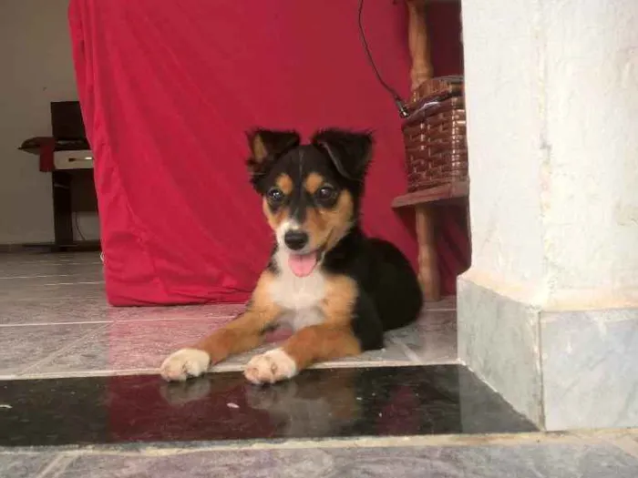 Cachorro ra a Vira-Lata idade Abaixo de 2 meses nome Sem Nome