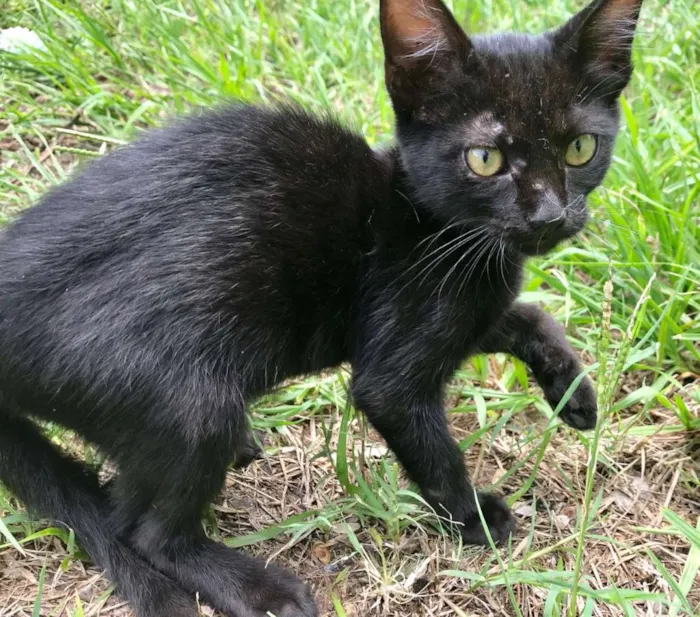 Gato ra a Mestico idade 2 a 6 meses nome Pepa