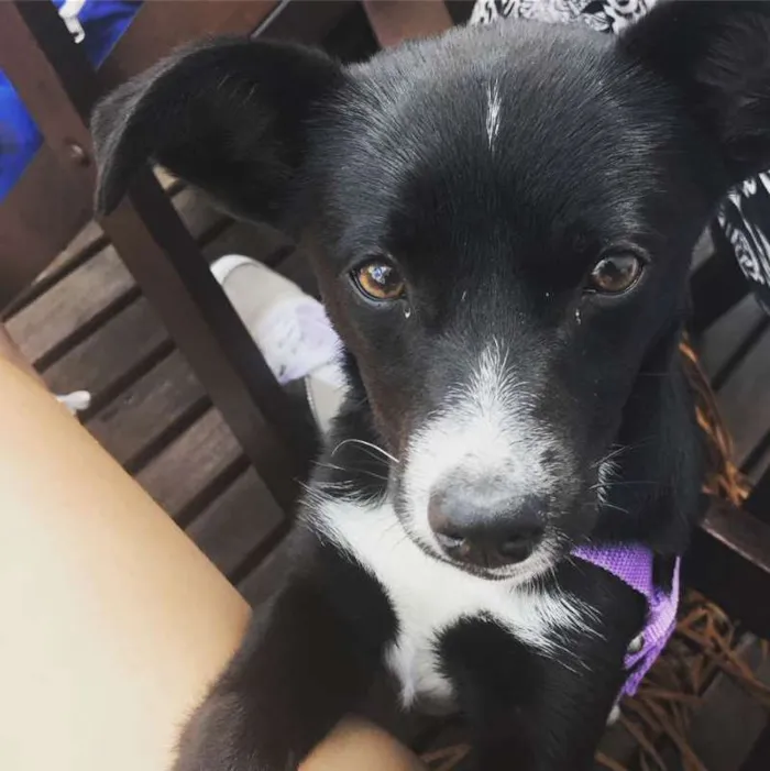 Cachorro ra a indefinida idade 2 a 6 meses nome Olivia