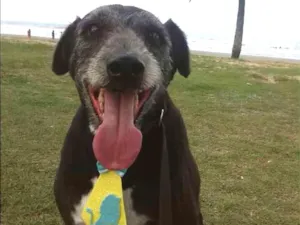 Cachorro raça Srd idade  nome Marley