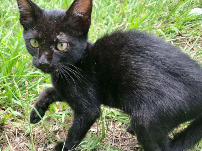 Gato ra a Mestico idade 2 a 6 meses nome Pepa