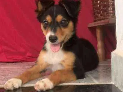 Cachorro ra a Vira-Lata idade Abaixo de 2 meses nome Sem Nome