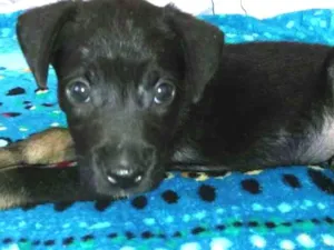 Cachorro raça SRD idade Abaixo de 2 meses nome Filhote