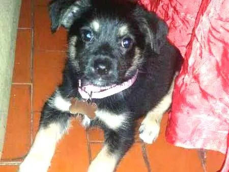 Cachorro ra a sdr idade 2 a 6 meses nome Luna