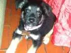 Cachorro raça sdr idade 2 a 6 meses nome Luna