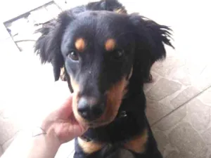 Cachorro raça Não tem idade 7 a 11 meses nome Jujuba