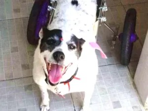 Cachorro raça Srd idade  nome Bianca