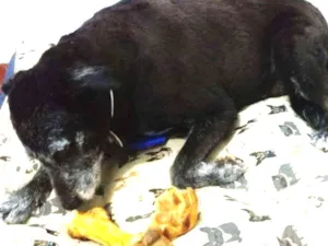 Cachorro raça Srd idade  nome Bethoven