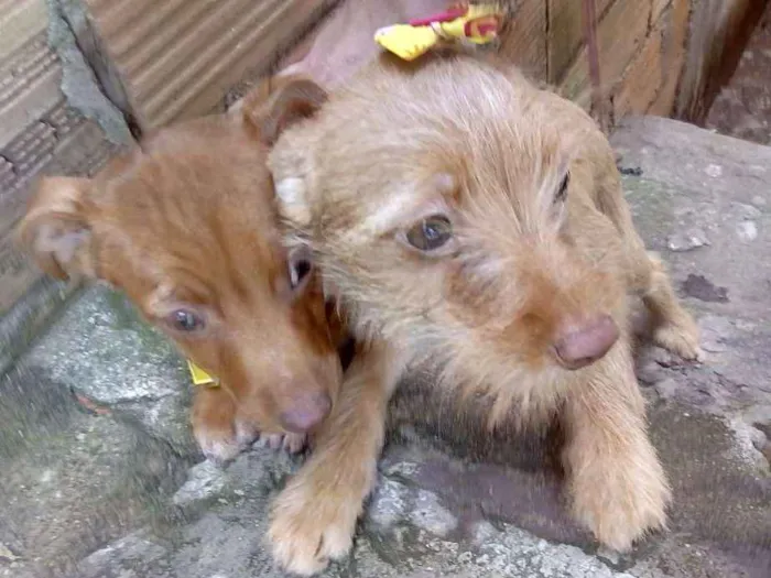 Cachorro ra a Pit Bull com vira lata idade 2 a 6 meses nome Não possui nome aind