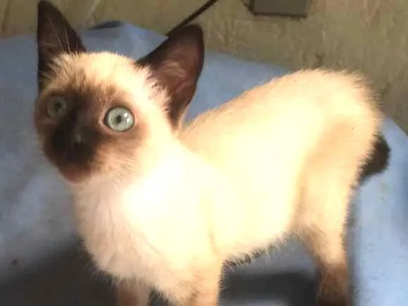Gato ra a Siamês  idade Abaixo de 2 meses nome Cristal