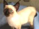 Gato raça Siamês  idade Abaixo de 2 meses nome Cristal