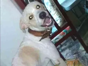 Cachorro raça Poodle com viralata  idade 1 ano nome Oliver 