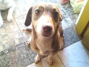 Cachorro raça Indefinido idade 5 anos nome Mel