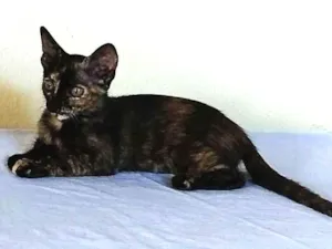 Cachorro raça Srd idade 2 a 6 meses nome Carolina