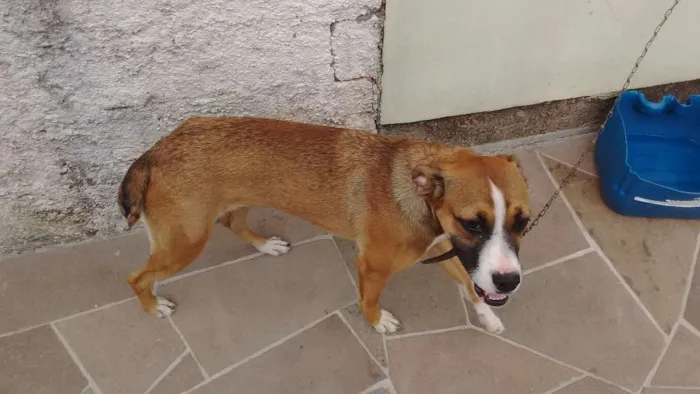 Cachorro ra a Boxer com viralata idade 2 a 6 meses nome Sasha