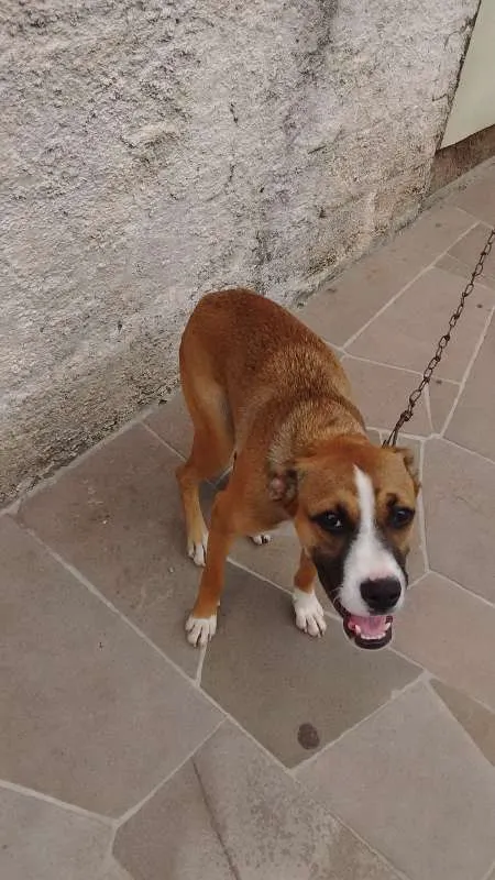 Cachorro ra a Boxer com viralata idade 2 a 6 meses nome Sasha