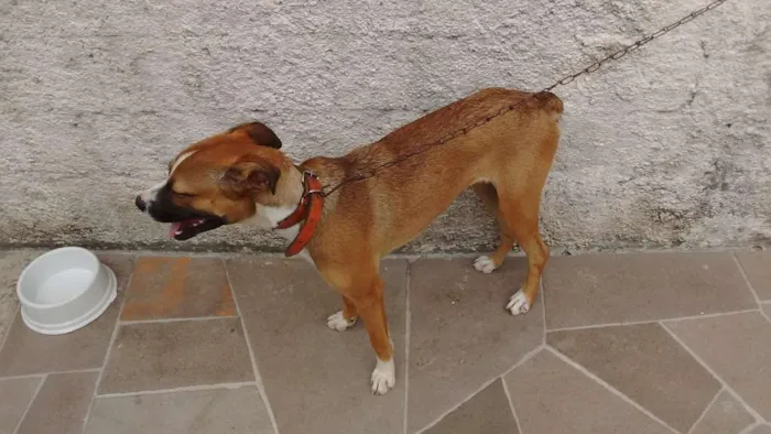 Cachorro ra a Boxer com viralata idade 2 a 6 meses nome Sasha