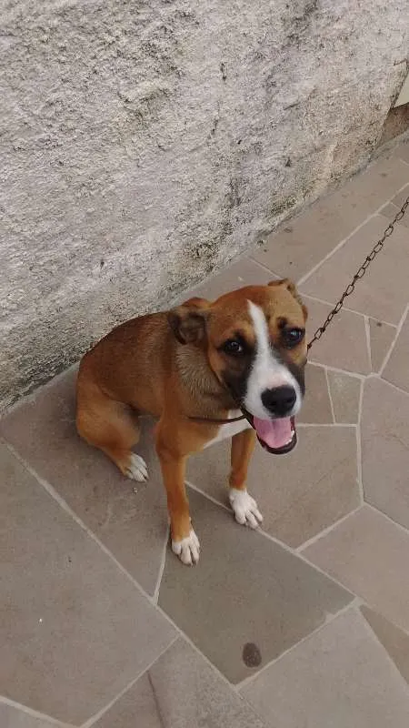 Cachorro ra a Boxer com viralata idade 2 a 6 meses nome Sasha