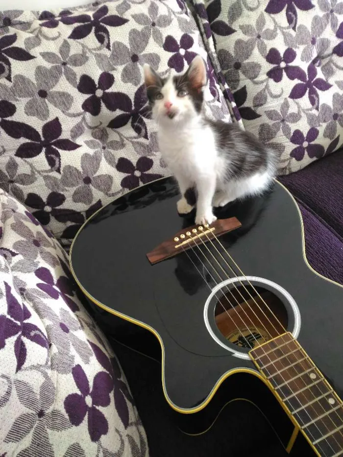 Gato ra a Srd idade Abaixo de 2 meses nome Banzé 