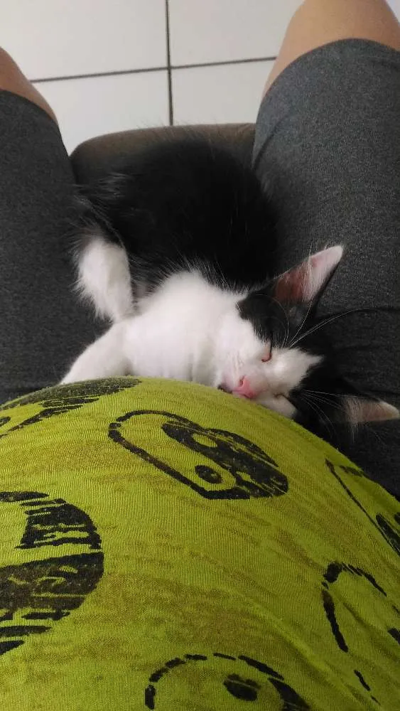 Gato ra a Srd idade Abaixo de 2 meses nome Banzé 