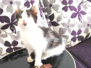 Gato raça Srd idade Abaixo de 2 meses nome Banzé 