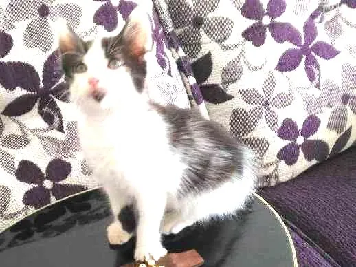 Gato ra a Srd idade Abaixo de 2 meses nome Banzé 