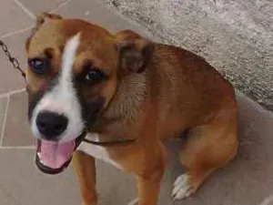 Cachorro raça Boxer com viralata idade 2 a 6 meses nome Sasha