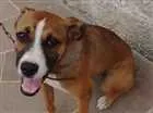 Cachorro raça Boxer com viralata idade 2 a 6 meses nome Sasha