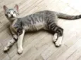 Oreo