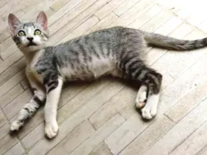 Gato raça Srd idade 2 a 6 meses nome Oreo